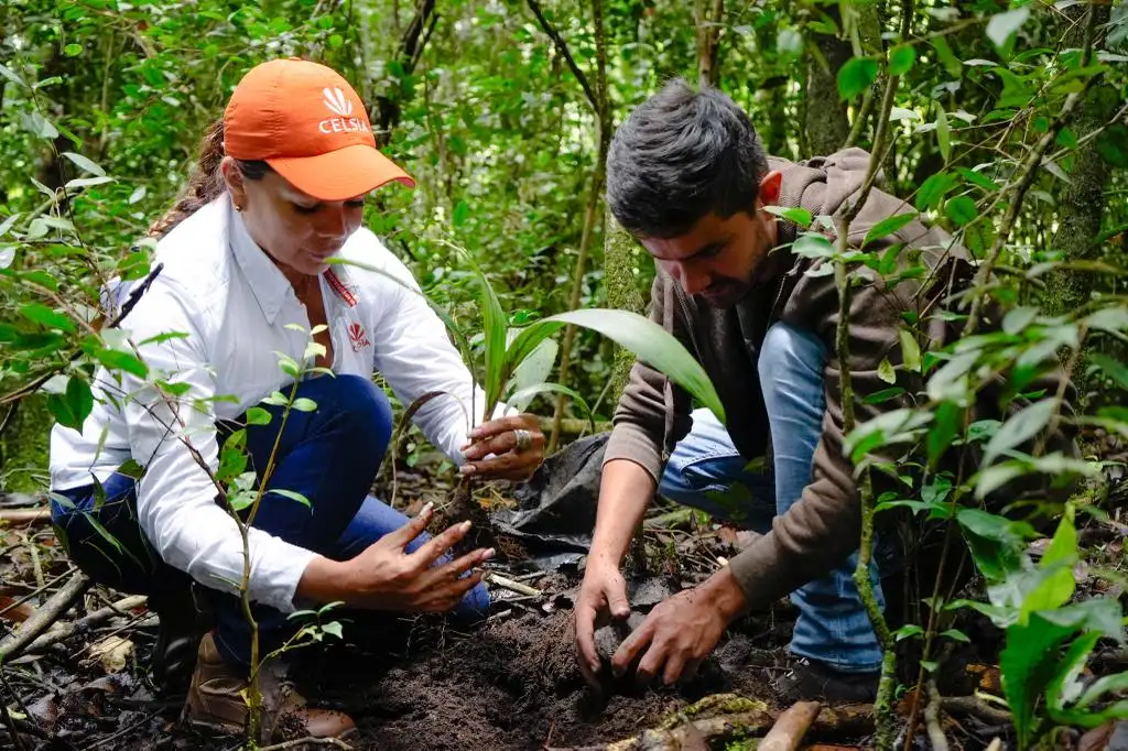 RESTAURACIÓN COMUNITARIA DE BOSQUES DE PALMA DE CERA